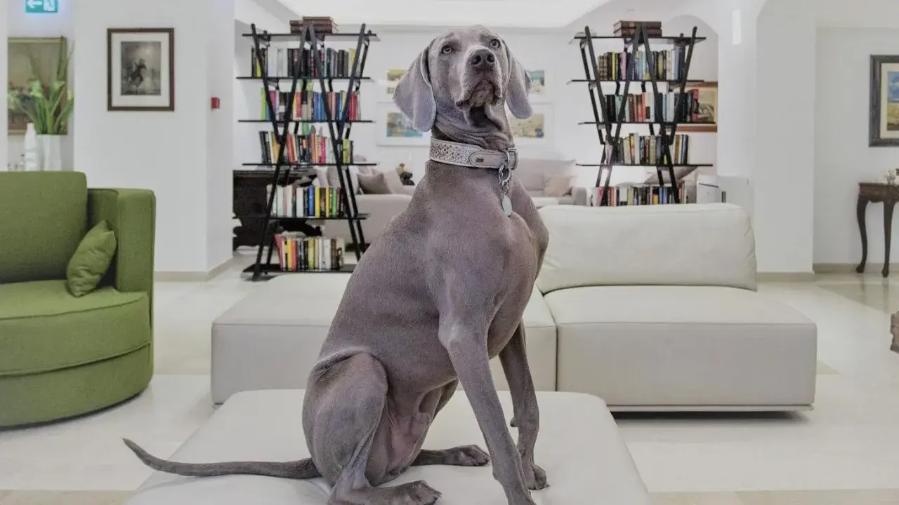 Un elegante Weimaraner attende nella hall di un hotel a Rimini, dove gli animali sono ammessi.