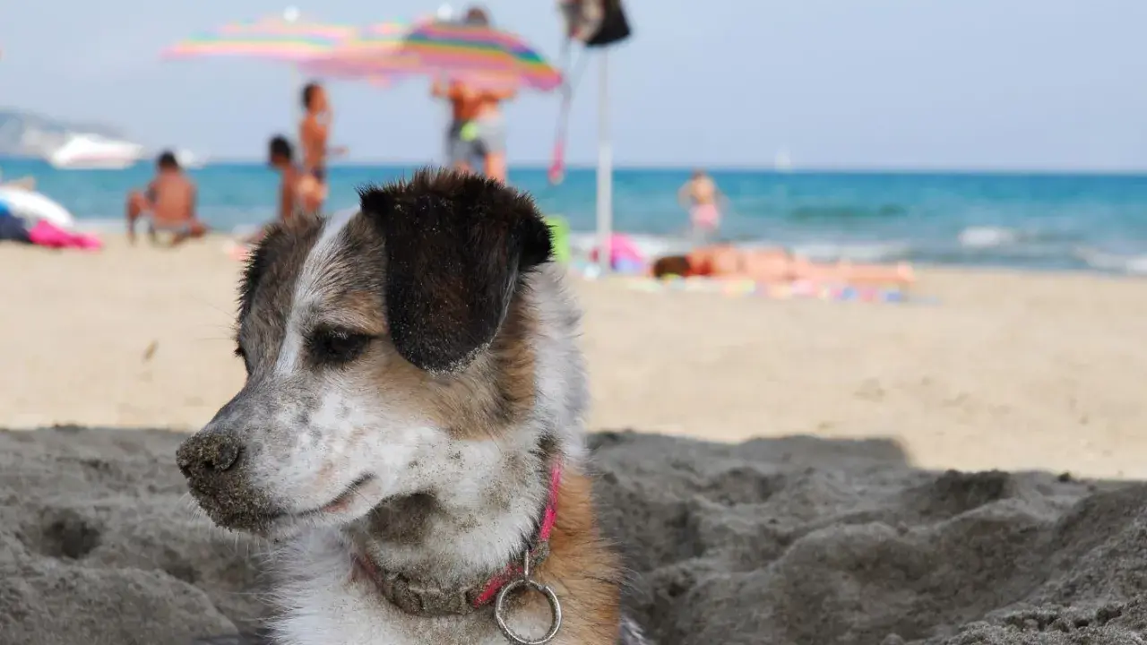 Un cane si gode la spiaggia, con persone e ombrelloni sullo sfondo. Perfetto per gli orari di relax dei cani in spiaggia.