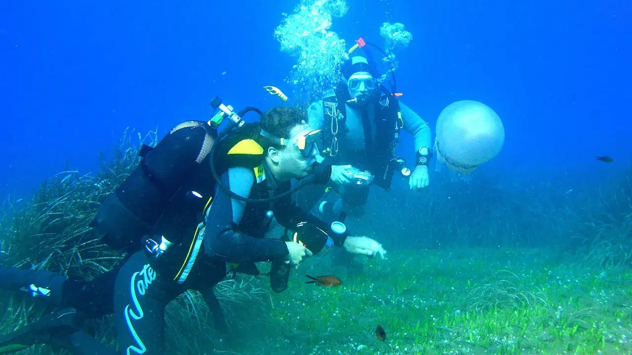 Two divers explore a seabed with seagrass, small fish, and a jellyfish.