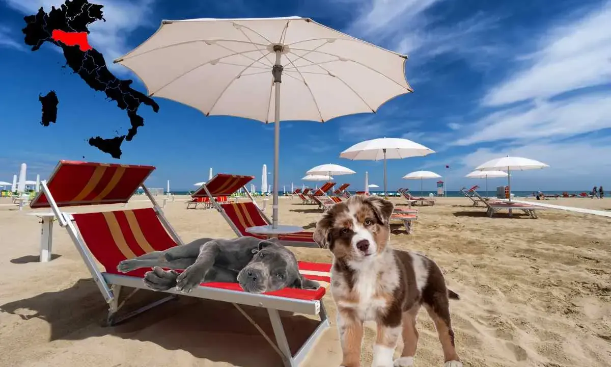 Due cani si godono una giornata in spiaggia con lettini e ombrelloni. L'Italia è evidenziata su una mappa.