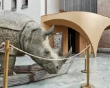 Scultura di rinoceronte in una barca, davanti al Fellini Museum di Rimini.