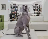 Un elegante Weimaraner attende nella hall di un hotel a Rimini, dove gli animali sono ammessi.