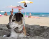 Un cane si gode la spiaggia, con persone e ombrelloni sullo sfondo. Perfetto per gli orari di relax dei cani in spiaggia.