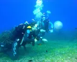 Two divers explore a seabed with seagrass, small fish, and a jellyfish.