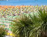 Palme verdi in primo piano su una spiaggia affollata con ombrelloni gialli e arancioni, lettini e il mare azzurro. È il mare più bello della riviera romagnola.