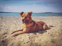 Un cane felice si gode il sole su una spiaggia attrezzata per cani, con il mare azzurro sullo sfondo.