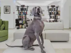 Un elegante Weimaraner attende nella hall di un hotel a Rimini, dove gli animali sono ammessi.