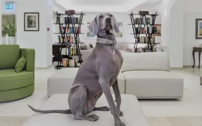 Un elegante Weimaraner attende nella hall di un hotel a Rimini, dove gli animali sono ammessi.