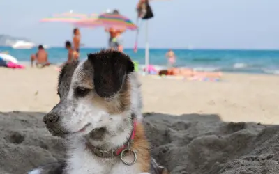 Un cane si gode la spiaggia, con persone e ombrelloni sullo sfondo. Perfetto per gli orari di relax dei cani in spiaggia.