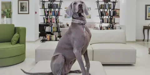 Un elegante Weimaraner attende nella hall di un hotel a Rimini, dove gli animali sono ammessi.