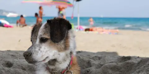 Un cane si gode la spiaggia, con persone e ombrelloni sullo sfondo. Perfetto per gli orari di relax dei cani in spiaggia.