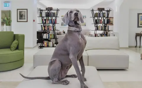 Un elegante Weimaraner attende nella hall di un hotel a Rimini, dove gli animali sono ammessi.
