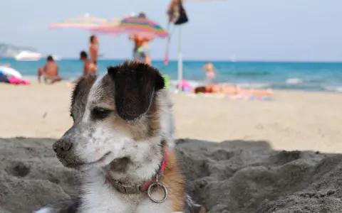 Un cane si gode la spiaggia, con persone e ombrelloni sullo sfondo. Perfetto per gli orari di relax dei cani in spiaggia.