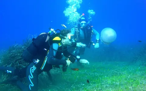 Two divers explore a seabed with seagrass, small fish, and a jellyfish.