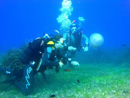 Two divers explore a seabed with seagrass, small fish, and a jellyfish.