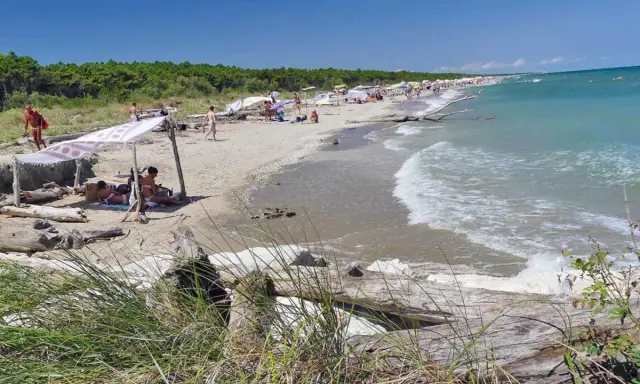 Gente rilassata sotto un telo ombreggiante sulla spiaggia della Bassona, con il mare azzurro e la pineta sullo sfondo.