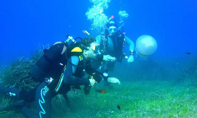 Two divers explore a seabed with seagrass, small fish, and a jellyfish.