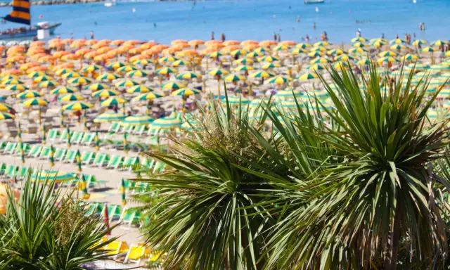 Palme verdi in primo piano su una spiaggia affollata con ombrelloni gialli e arancioni, lettini e il mare azzurro. È il mare più bello della riviera romagnola.