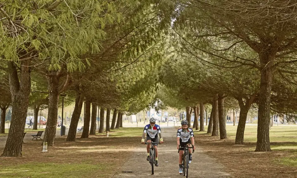 Due ciclisti pedalano su una ciclabile a Ravenna, immersi in un viale alberato di pini marittimi.