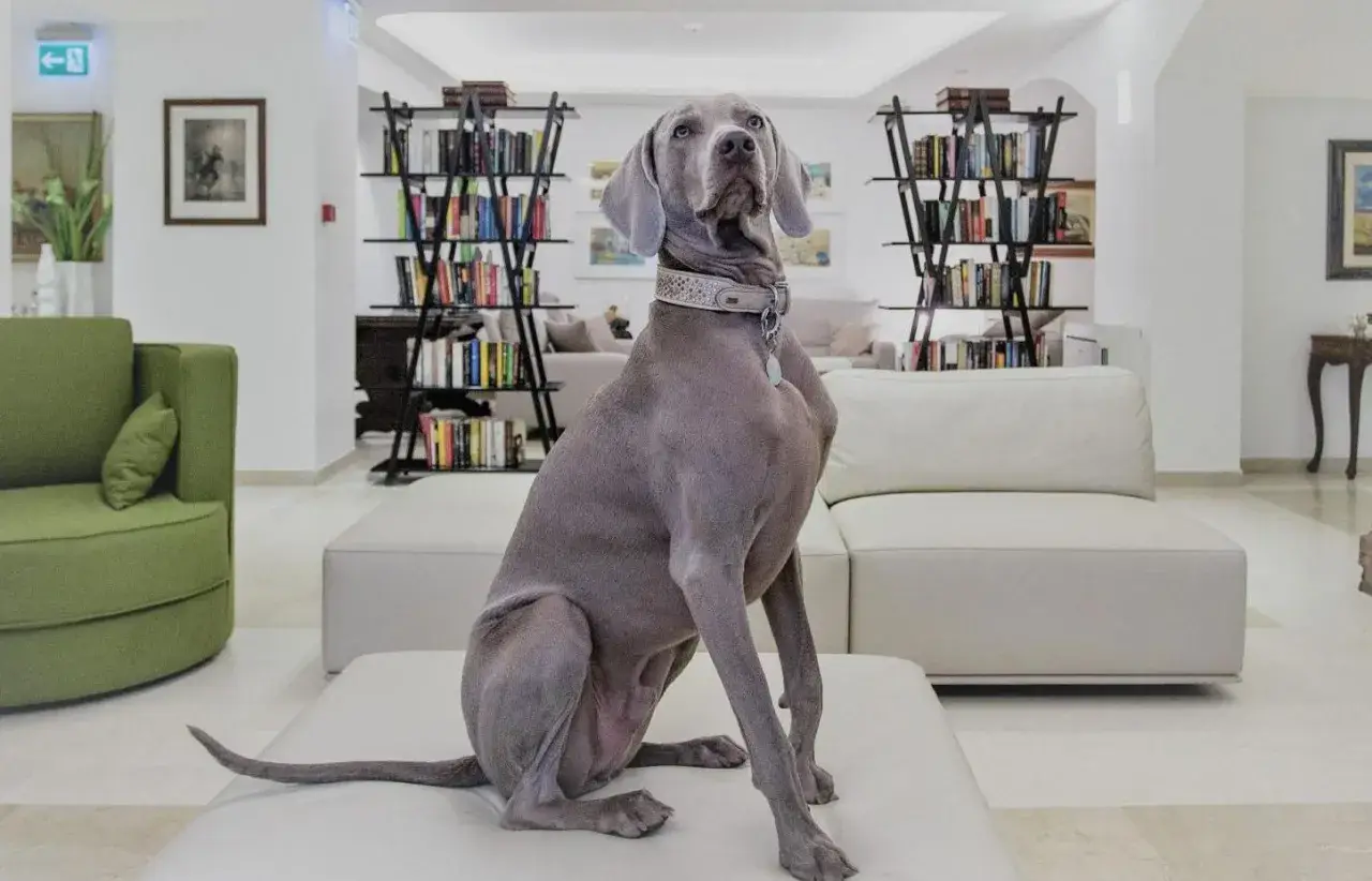 Un elegante Weimaraner attende nella hall di un hotel a Rimini, dove gli animali sono ammessi.