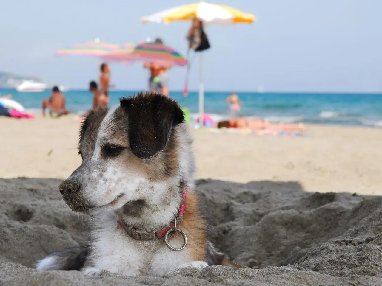 Un cane si gode la spiaggia, con persone e ombrelloni sullo sfondo. Perfetto per gli orari di relax dei cani in spiaggia.