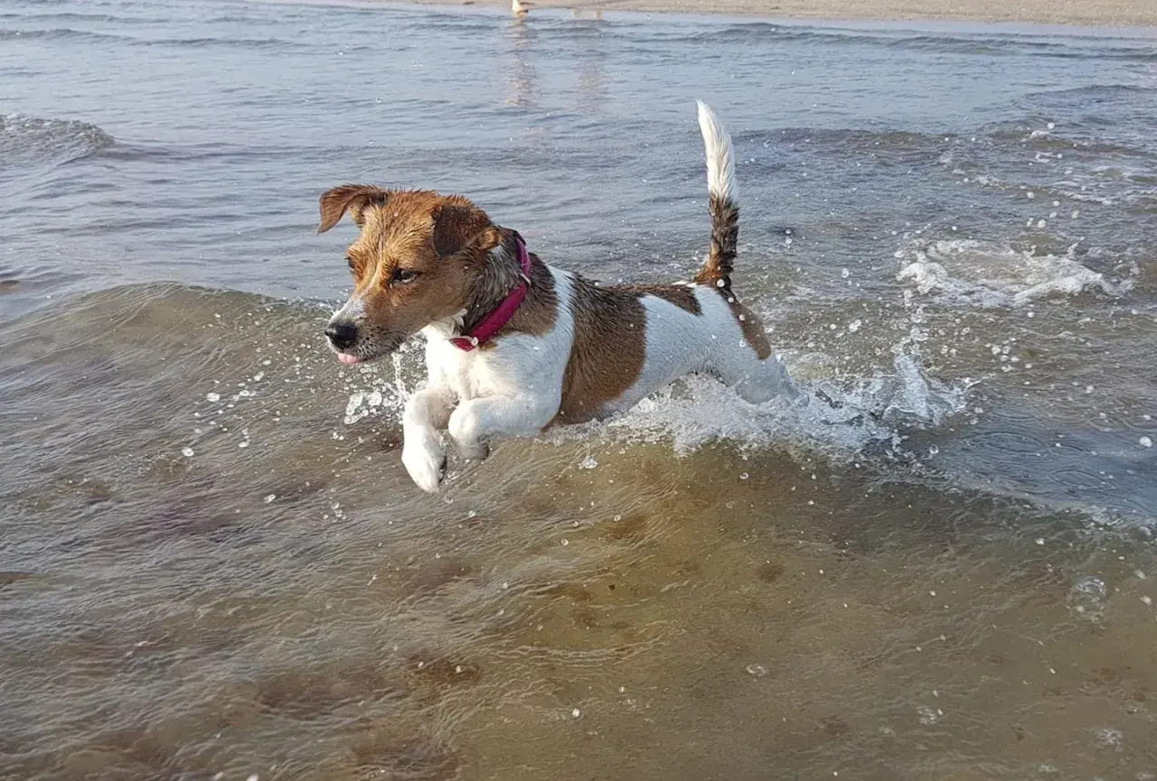 Un cane bianco e marrone salta felice tra le onde, in un posto dove i cani possono fare il bagno in mare.