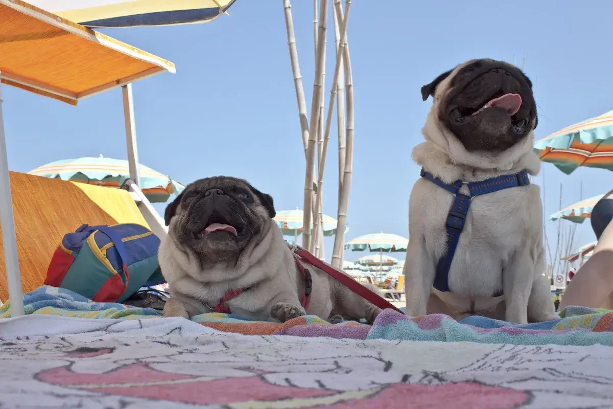 Due cani carlini si godono il sole in spiaggia. I loro orari di relax sono perfetti per una giornata di sole.