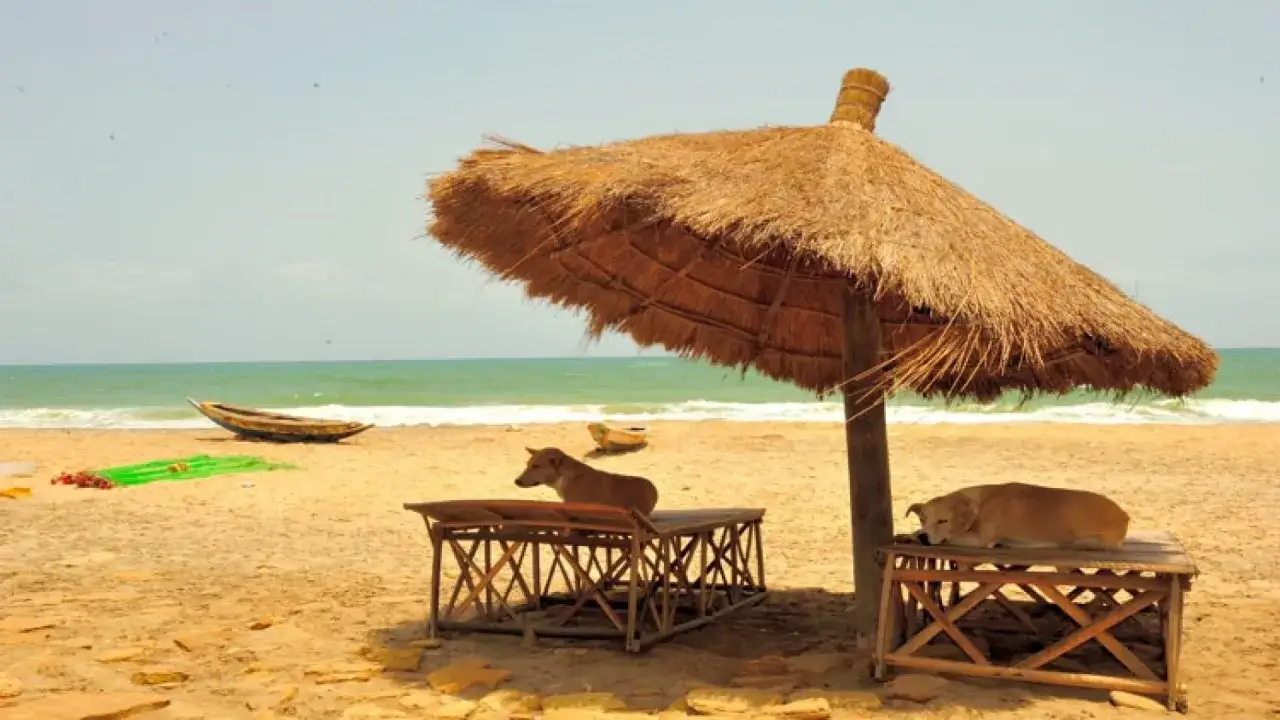 Due cani riposano all'ombra di un grande ombrellone di paglia su una spiaggia dorata. Un paradiso per le spiagge per cani.
