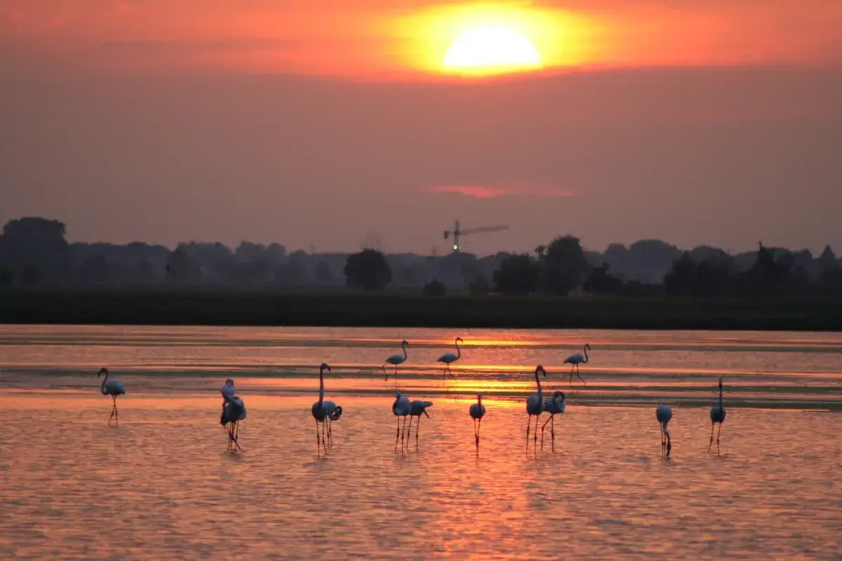 Flaminghi al tramonto, uno spettacolo da non perdere tra le cose da vedere a Cervia. La natura regala colori incredibili.