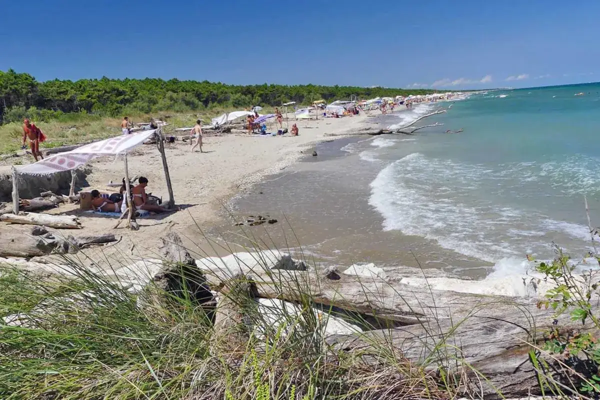 Persone rilassate su una spiaggia nudisti, con ombrelloni, alberi e mare azzurro.