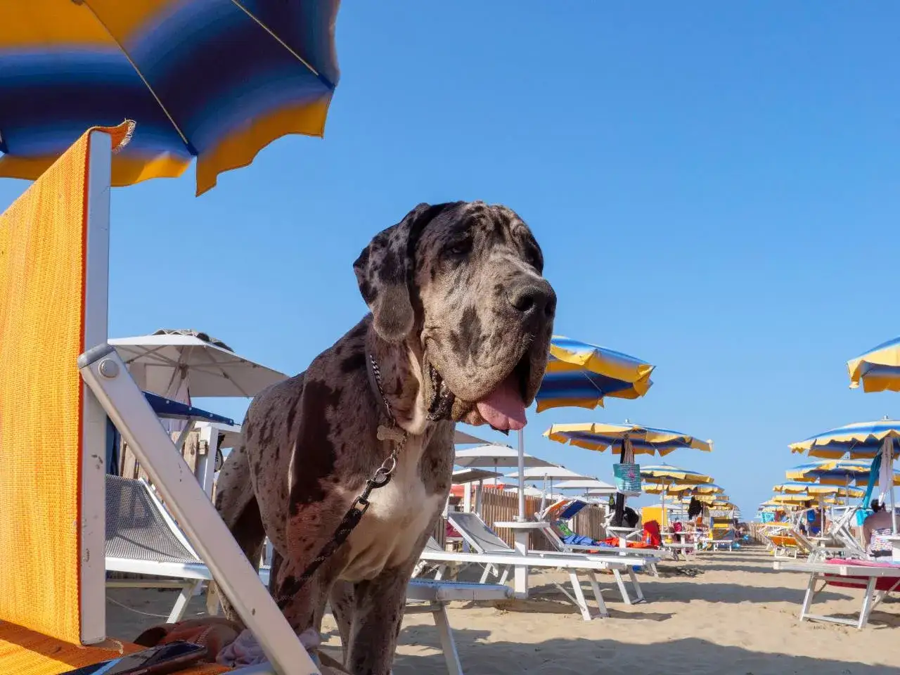Un alano su una spiaggia di Rimini, con ombrelloni e lettini. Un luogo ideale per chi cerca hotel a Rimini animali ammessi.
