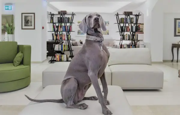 Un elegante Weimaraner attende nella hall di un hotel a Rimini, dove gli animali sono ammessi.