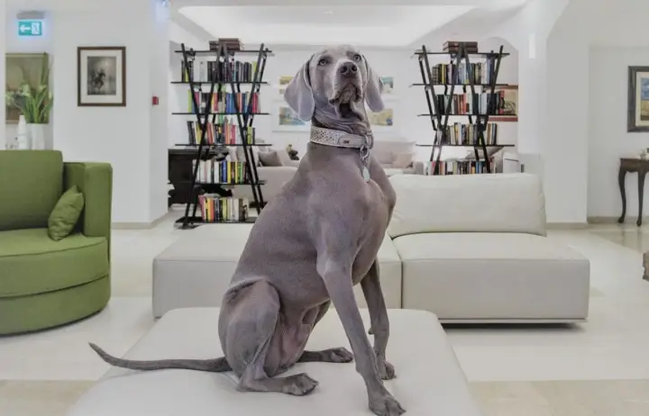 Un elegante Weimaraner attende nella hall di un hotel a Rimini, dove gli animali sono ammessi.