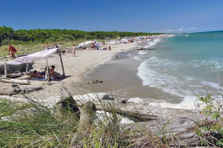 Ombrelloni e persone rilassate sulla spiaggia della Bassona, con il mare azzurro e la pineta sullo sfondo.