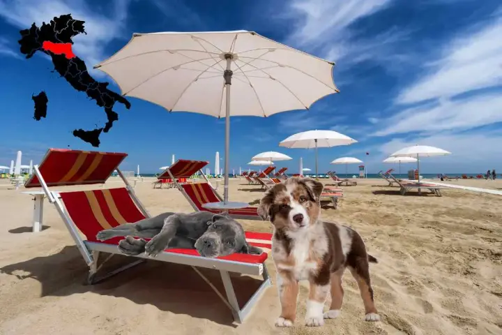 Due cani si godono una giornata in spiaggia con lettini e ombrelloni. L'Italia è evidenziata su una mappa.